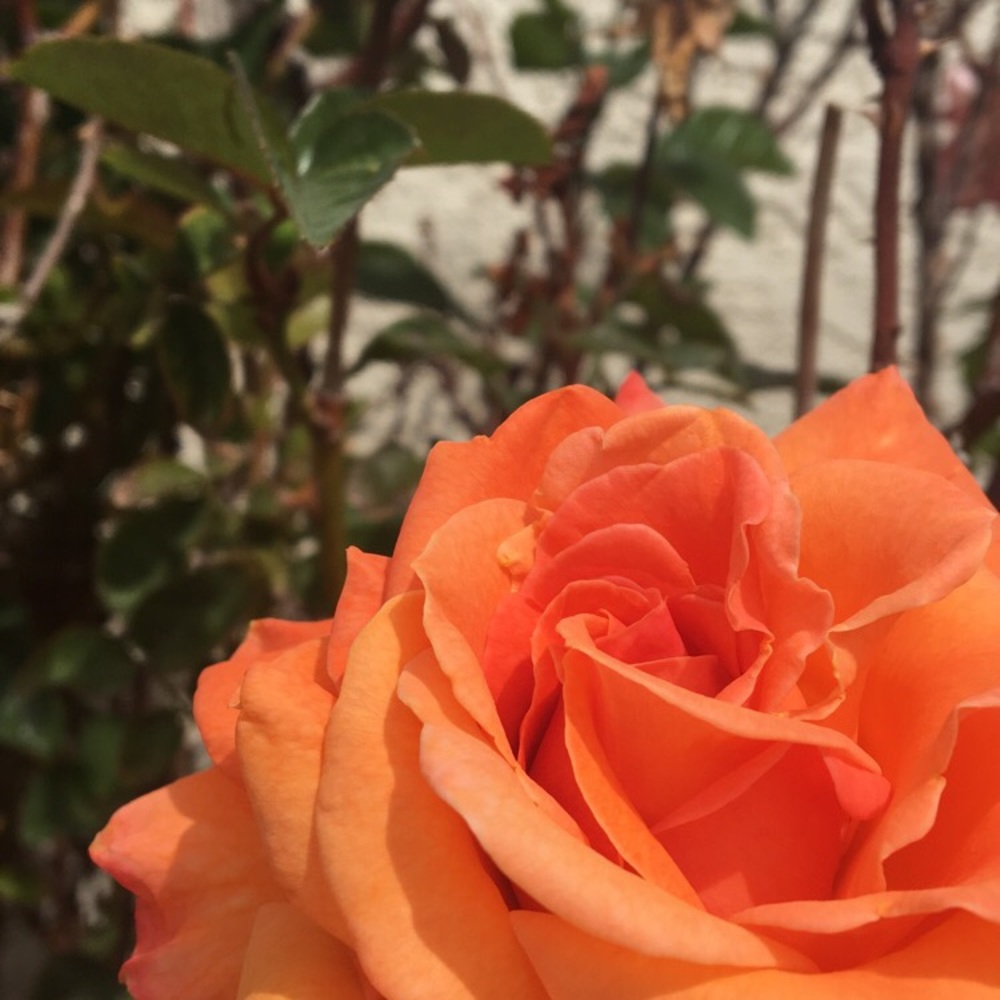 Meet your Posher, Barbara ann